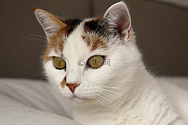 貓,動物,白