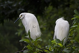 動物,禽,鳥嘴