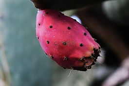 花椒梨,水果,植物