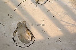 灘涂,腳印,鳥類