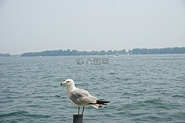 海,海鷗,鳥