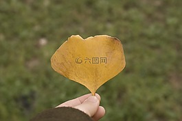 银杏,秋天,黄色