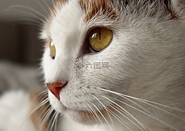 貓,動(dòng)物,白