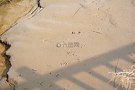 灘涂,腳印,鳥類