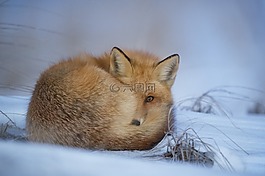 動物,模糊,狗