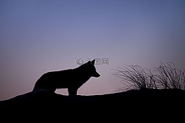 動物,狗,日出