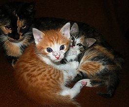動物,貓,小貓