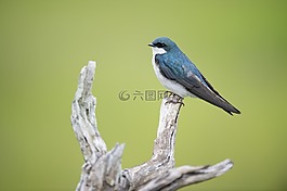 動物,禽,鳥嘴