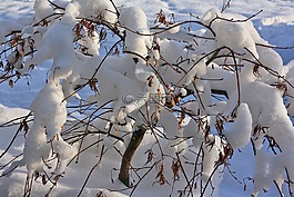 冬天,雪,灌木