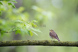 動物,鳥,葉子