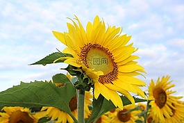 向日葵,花,黃色