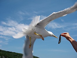 海鷗,海,鳥(niǎo)