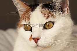 貓,動(dòng)物,白