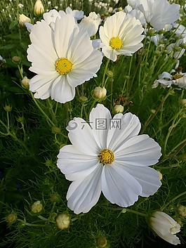 cosmea,花,厂