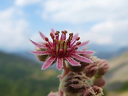花,仙人掌,總樓面