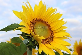 向日葵,開花,花