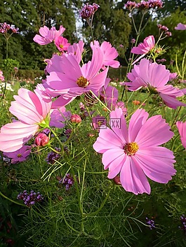 cosmea,花,厂