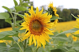 向日葵,開花,花