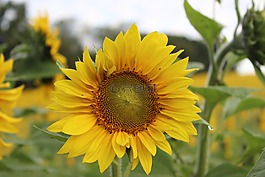 向日葵,開花,花