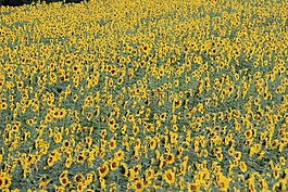 向日葵,開花,花