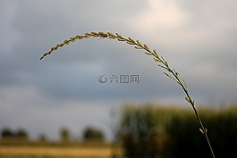 草,性質(zhì),關(guān)閉