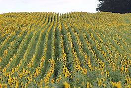 向日葵,開花,花