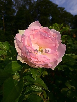 玫瑰,充滿,開花