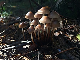 蘑菇,安德伍德,秋