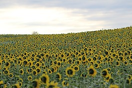 向日葵,開花,花