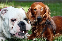 狗,英國斗牛犬,臘腸狗