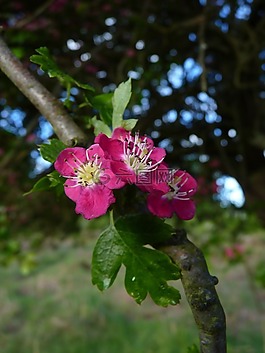 山楂,開花,樹