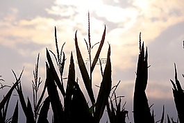 玉米,abendstimmung,黃昏