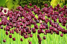 郁金香,鮮花,公園