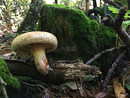 蘑菇,安德伍德,秋