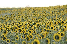 向日葵,開花,花