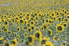 向日葵,開花,花