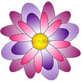 花卉,羅莎,粉紅色