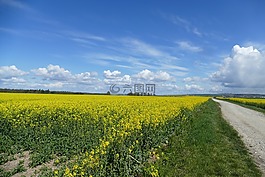 油菜籽場(chǎng),云,天空