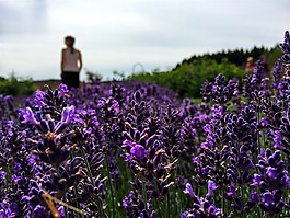 花,廠,性質(zhì)