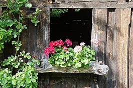 木,棚屋,鮮花
