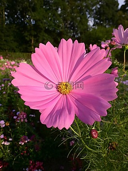 cosmea,粉紅色,開花