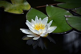 睡蓮,池塘,湖玫瑰