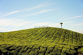 農(nóng)場,原野,草