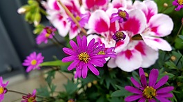 春天,鲜花,亚士