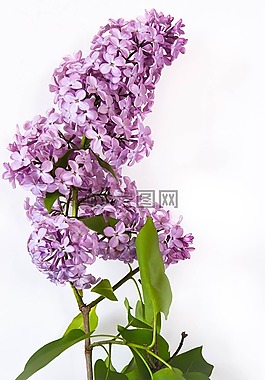 丁香,花,性質(zhì)