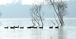水面,晨霧,水鳥