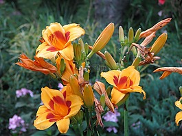 鮮花,黃色,黃色的花