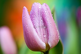 盛開,開花,特寫