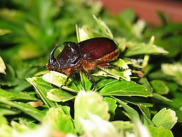 甲蟲,大,昆蟲