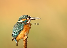 動物,禽,鳥嘴